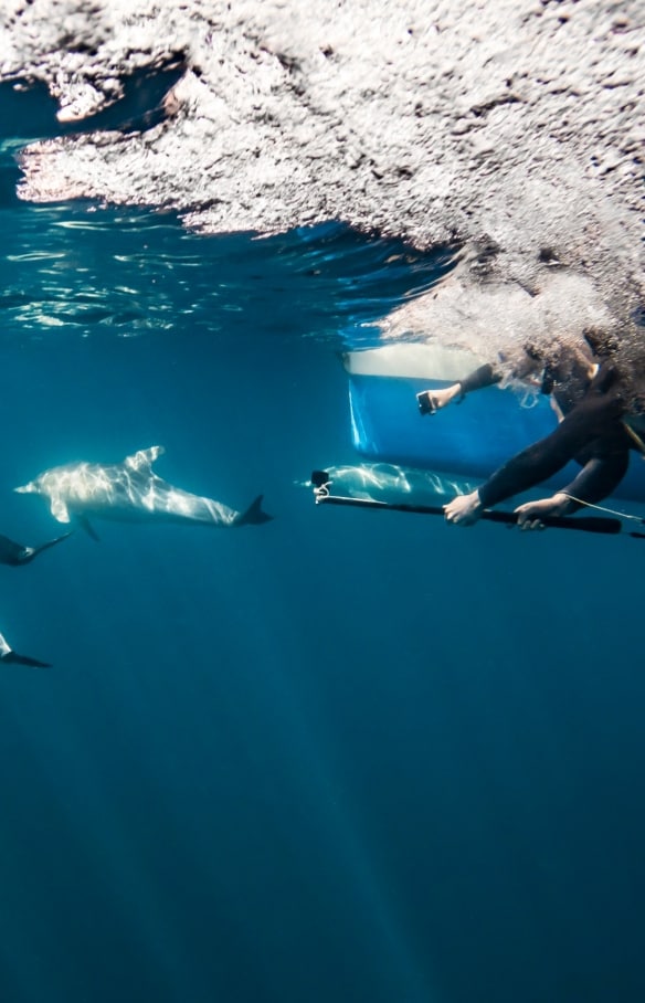 돌고래와 함께 수영하는 사람들을 수중에서 촬영한 모습, 템테이션 세일링, 애들레이드, 남호주 © 호주정부관광청