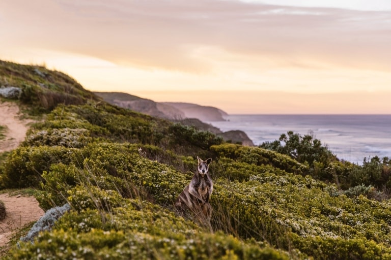 A kangaroo standing among green bushland with the ocean in the background along the Great Ocean Road, Victoria © Belinda VanZanen