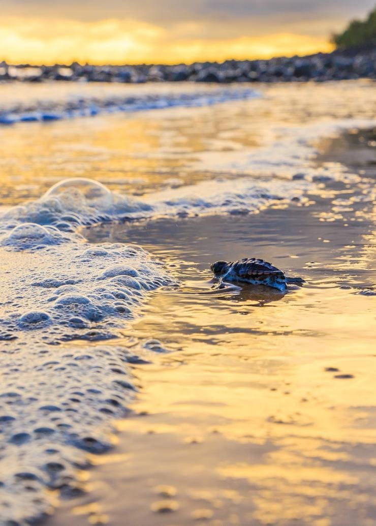 Geschlüpfte Schildkröte am Strand von Mon Repos © Jewels Lynch/Tourism Events Queensland