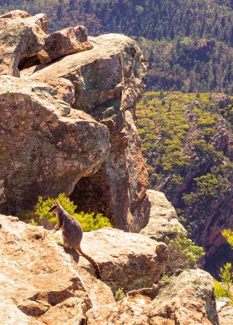Gelbfuß-Felskänguru, St Mary Peak, Südaustralien © Andy Steven