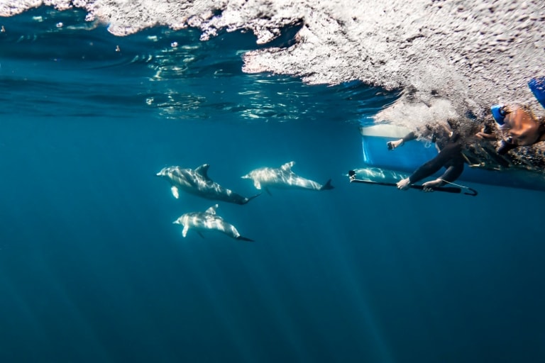 Unterwasseraufnahme von Personen, die mit Delfinen schwimmen, Temptation Sailing, Adelaide, Südaustralien © Tourism Australia