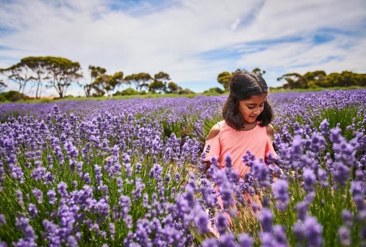 Emu Bay Lavender Farm, Kangaroo Island, Südaustralien © South Australian Tourism Commission