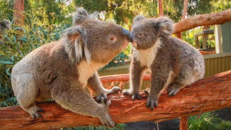 Koalas, Ballarat Wildlife Park, Victoria © Ballarat Wildlife Park