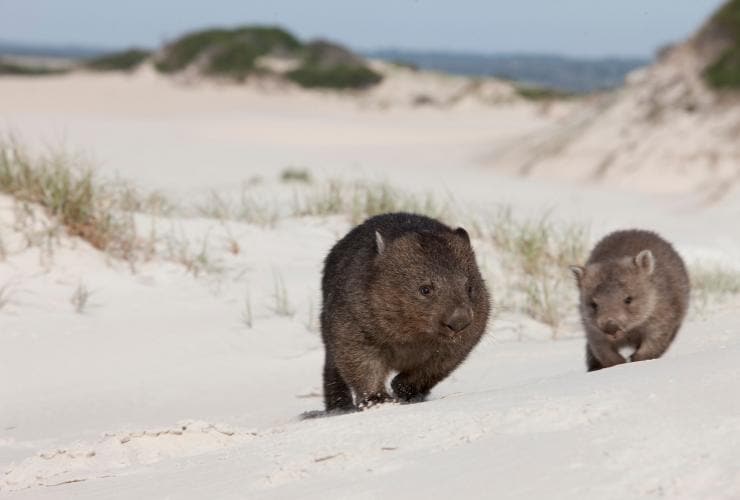 Wombats, Binalong Beach, Binalong Bay, Tasmanien © Tourism Tasmania