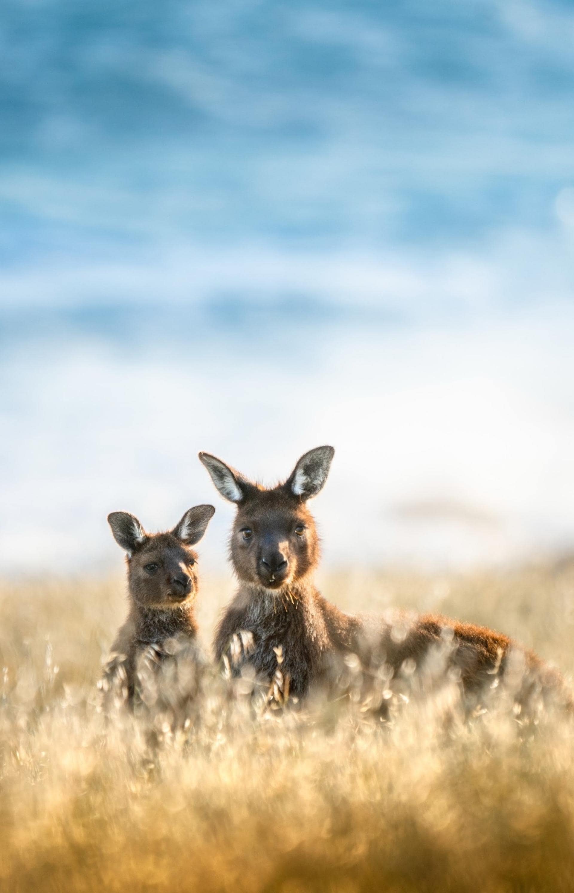 Two kangaroos at Cape Willoughby, Kangaroo Island, South Australia © South Australian Tourism Commission