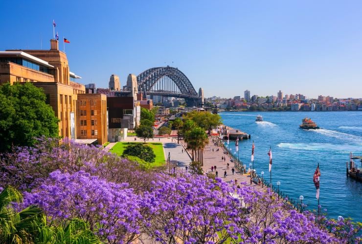 Jacarandas en pleine floraison dans le First Fleet Park, The Rocks à Sydney © Destination NSW