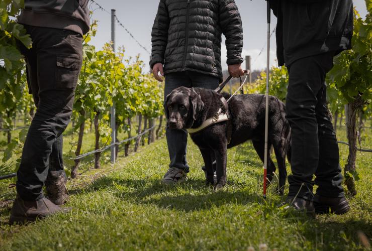 Homme avec un chien d'assistance se promenant au milieu des vignes du Puddleduck Vineyard en compagnie d'un ami et d'un guide, Richmond, Tasmanie © Dearna Bond
