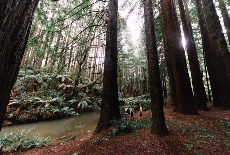 Séquoias géants de Californie, Otways, VIC © Great Ocean Road Tourism