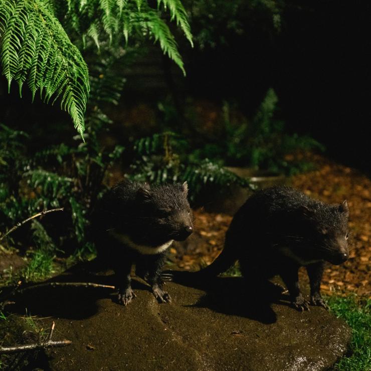Des diables de Tasmanie lors d'une visite de ravitaillement à la tombée de la nuit à Devils@Cradle © Stu Gibson/Tourism Tasmania