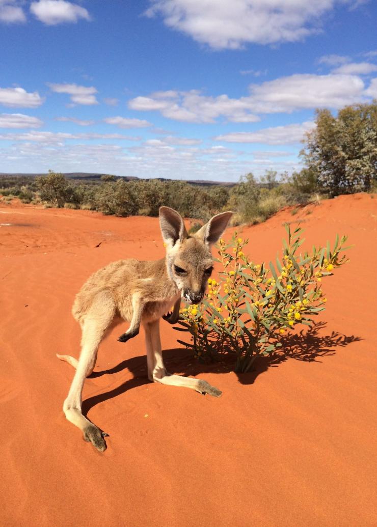 Bébé kangourou, Kangaroo Sanctuary, Alice Springs, NT © The Kangaroo Sanctuary