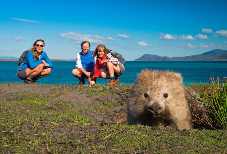 Randonneurs observant un wombat de loin sur The Maria Island Walk à Maria Island © The Maria Island Walk