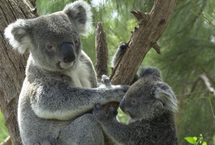 Cohunu Koala Park, Byford, près de Perth, WA © Cohunu Koala Park