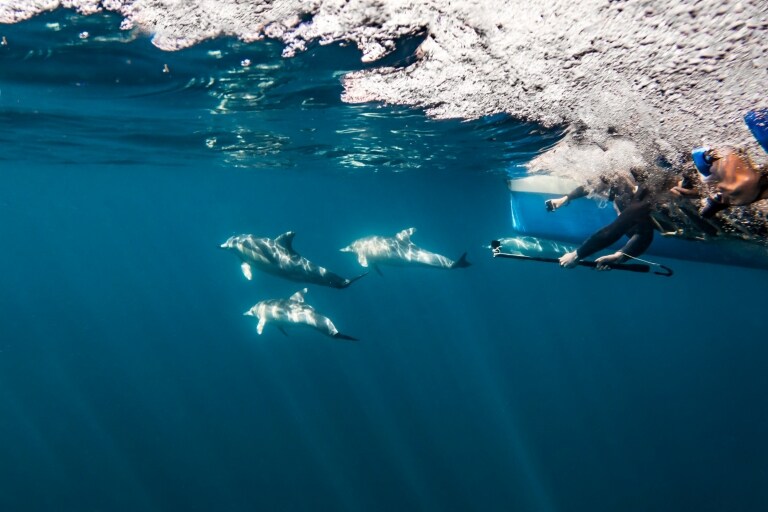 Vue sous-marine de plongeurs nageant avec des dauphins avec Temptation Sailing, Adélaïde, Australie du Sud © Tourism Australia