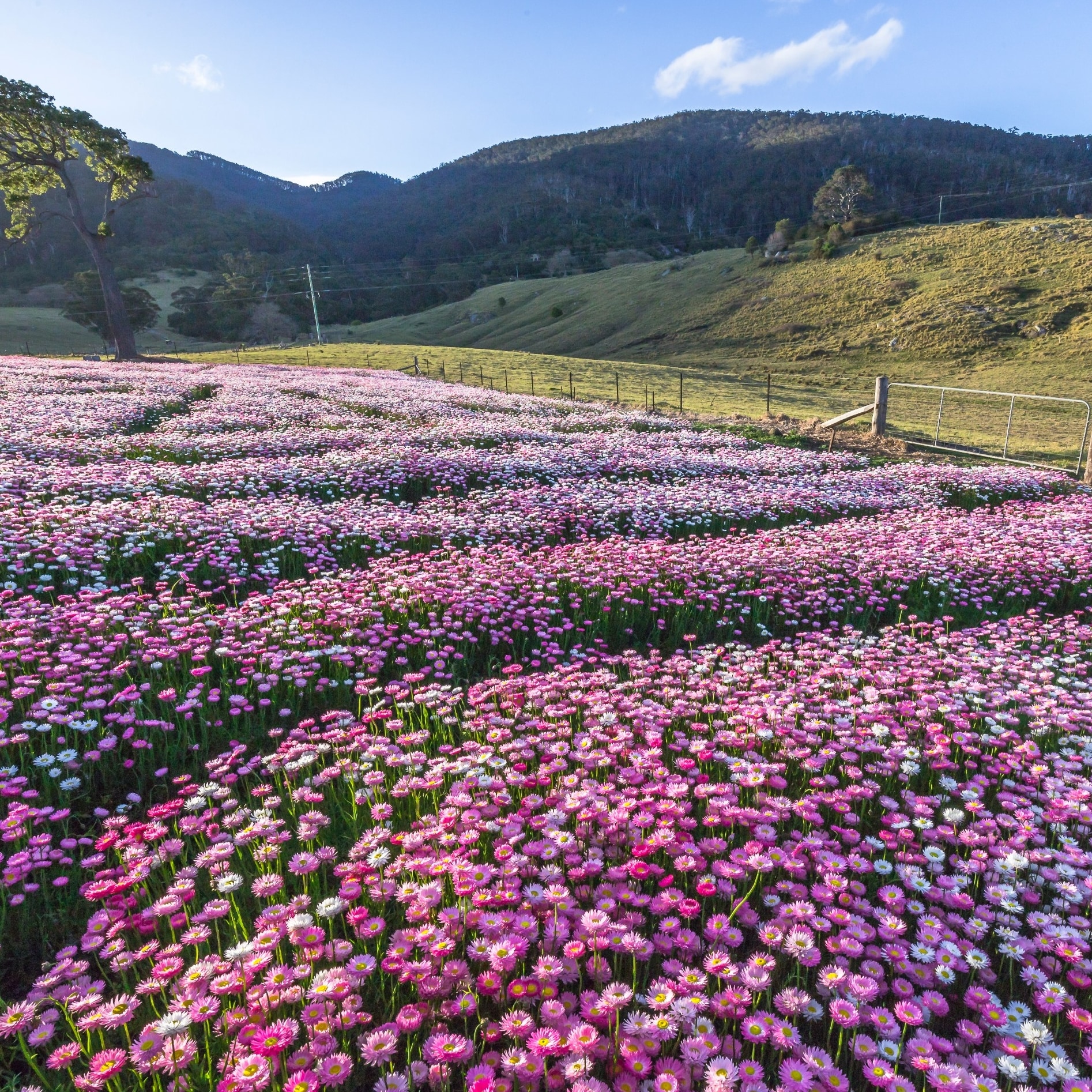 Un tapis de fleurs sauvages roses à Mountain View Farm à Tilba Tilba © David Rogers