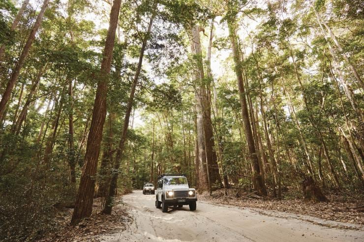 Forêt tropicale de Fraser Island, QLD © Tourism and Events Queensland