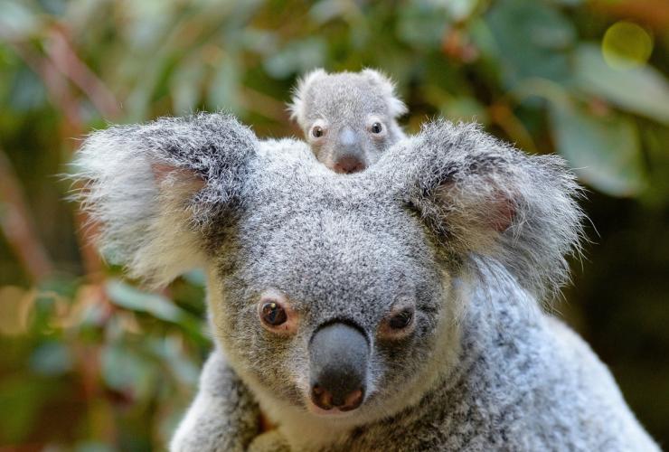 Macadamia si bayi koala, Australia Zoo, Beerwah, QLD © Ben Beaden, Australia Zoo