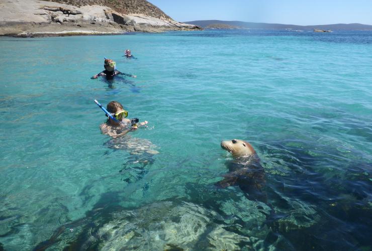 Singa laut, Port Lincoln, Eyre Peninsula, SA © Calypso Star Charters