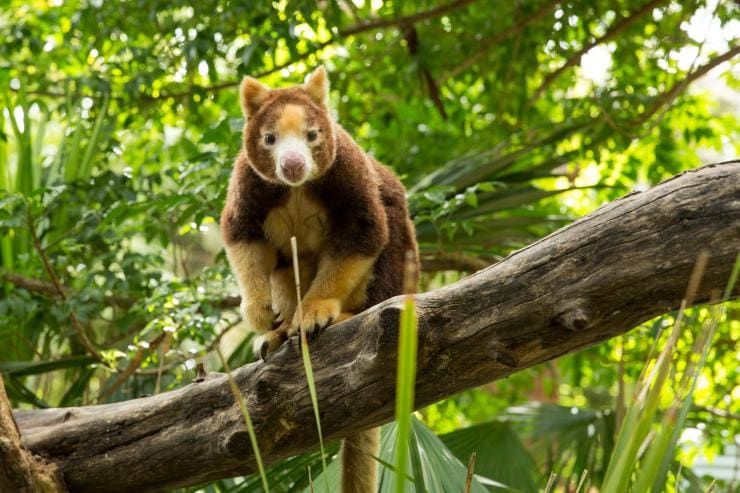 Kanguru pohon di Adelaide Zoo © Tourism Australia Kanguru pohon di Adelaide Zoo © Tourism Australia