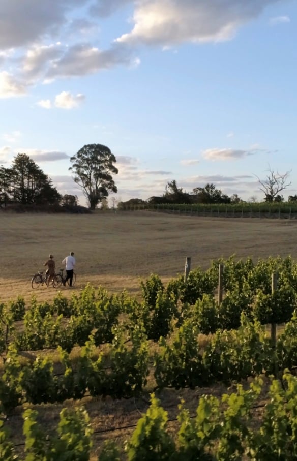  Dua orang sedang berjalan sambil memegang sepeda di sampingnya di kebun anggur Clonakilla, Murrumbateman, New South Wales © Destination NSW