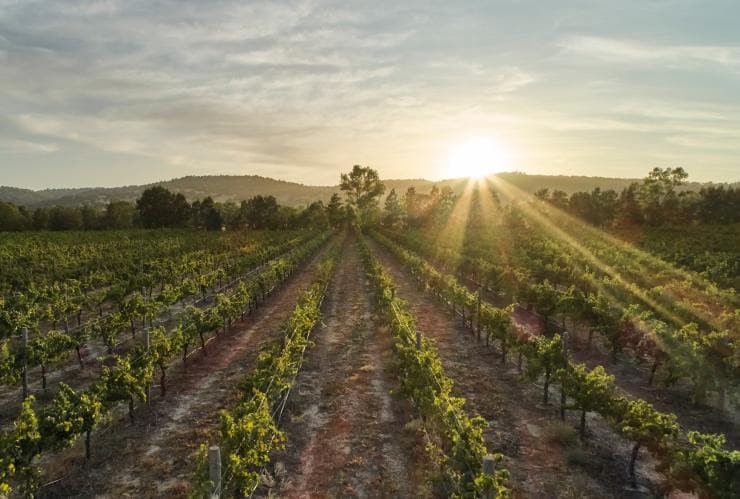 Hamparan kebun anggur Faber Vineyard di Swan Valley © Francis Andrich