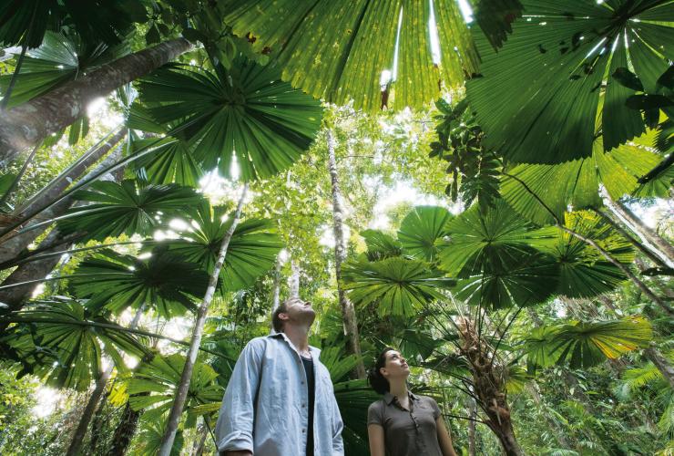 Pasangan berjalan melintasi Rainforest Canopy Walkway di Daintree National Park © Tourism and Events Queensland