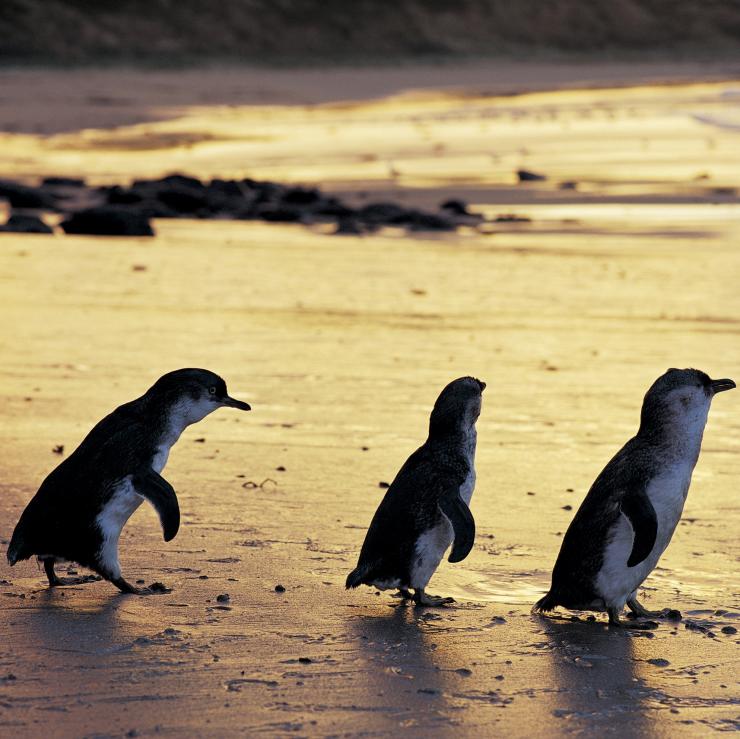 Penguin kecil di pantai saat matahari terbenam di Phillip Island Nature Park © Phillip Island Nature Park