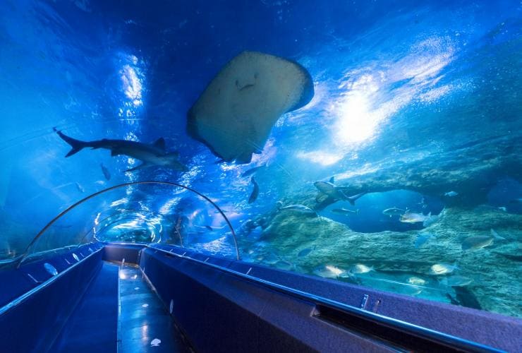 Terowongan akuarium di Aquarium of Western Australia di Hillarys © The Aquarium of Western Australia