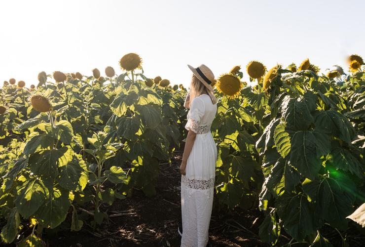 Seorang wanita muda berdiri di padang bunga matahari © Scott Pass