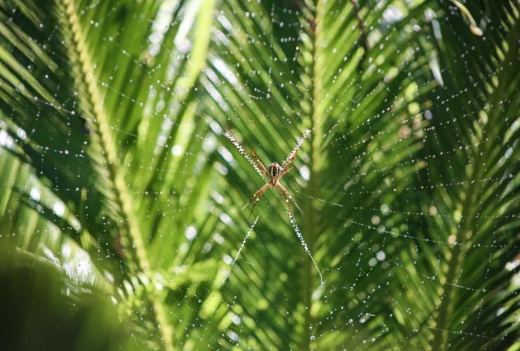 Ragno su una ragnatela davanti a foglie di palma a Mollymook © Alex Satriani/Unsplash