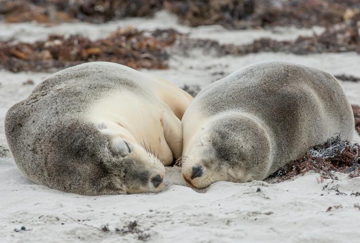 Seal Bay Conservation Park, Kangaroo Island, South Australia © Tourism Australia