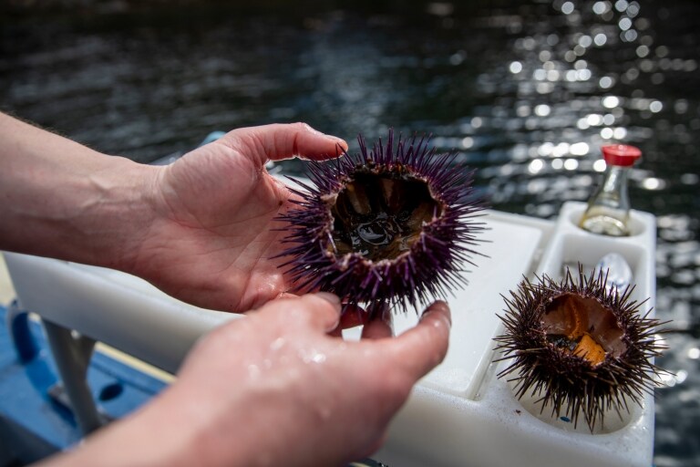 Urchin, Tasmania © Tourism Australia