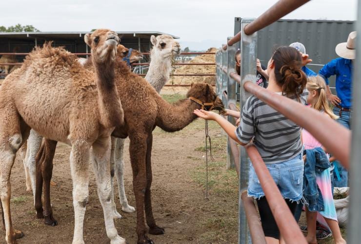 Bambini danno da mangiare ai cammelli alla Summer Land Camels di Harrisville © Summer Land Camels