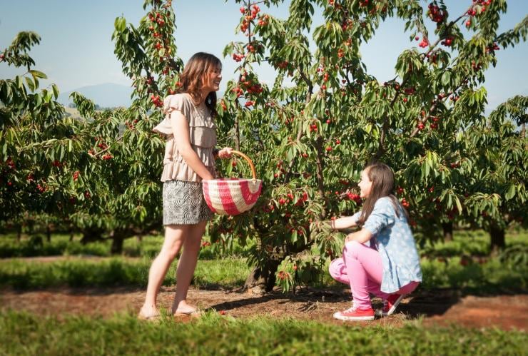 Bambini che raccolgono ciliegie al Cherryhills Orchard nella Yarra Valley © Cherryhill Orchard