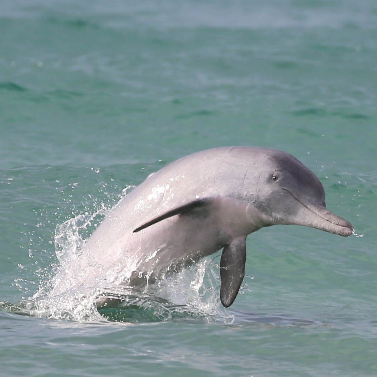 Un delfino dal naso a bottiglia neonato vicino a Moreton Bay Queensland © Dolphin Research Australia