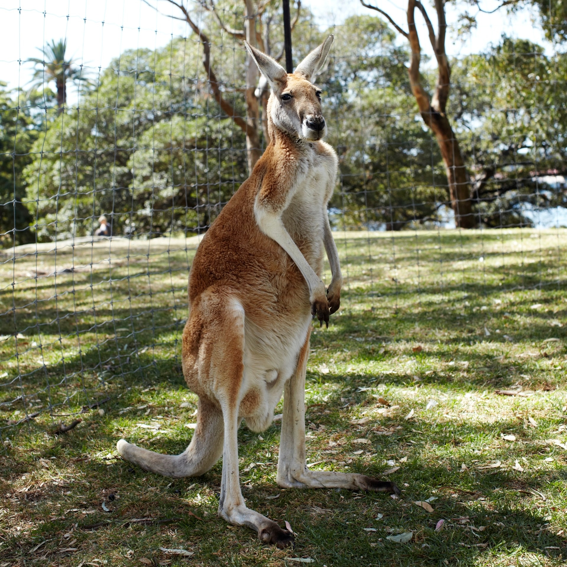 Un canguro rosso presso Oakvale Farm & Fauna World © Tourism Australia
