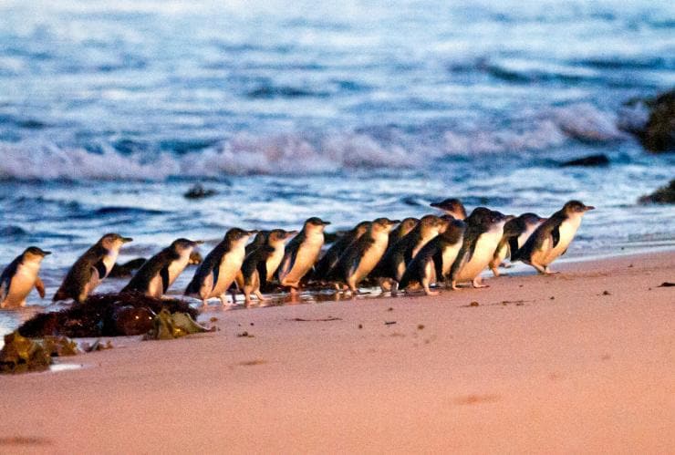 Gruppo di piccoli pinguini che trotterellano sulla spiaggia dal mare © SDP Media