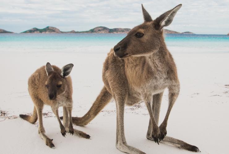 Canguri vicino a una persona sulla spiaggia di Lucky Bay © Australia’s Golden Outback