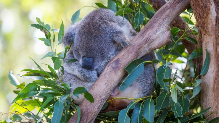 Koala Hospital, Port Macquarie, New South Wales © Destination NSW