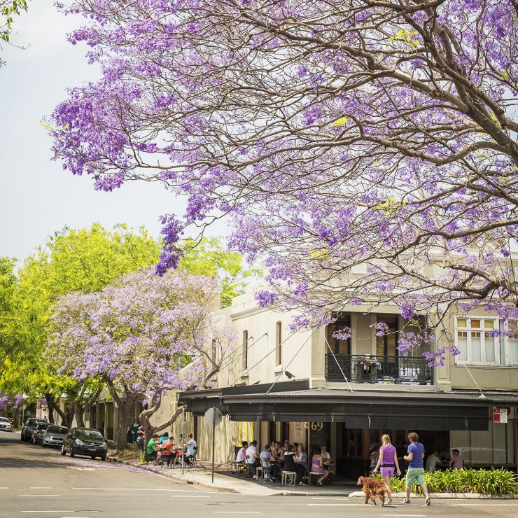 ニュー・サウス・ウェールズ州、シドニー、開花するジャカランダ © DNSW
