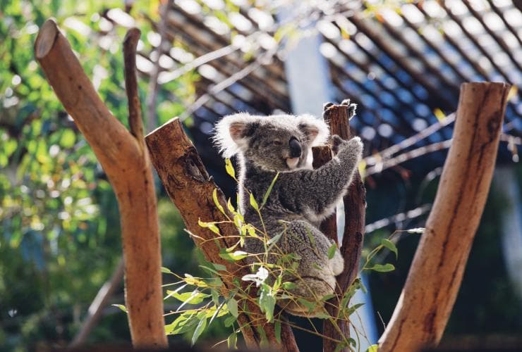 ニュー・サウス・ウェールズ州、シドニー、タロンガ動物園 © Destination NSW