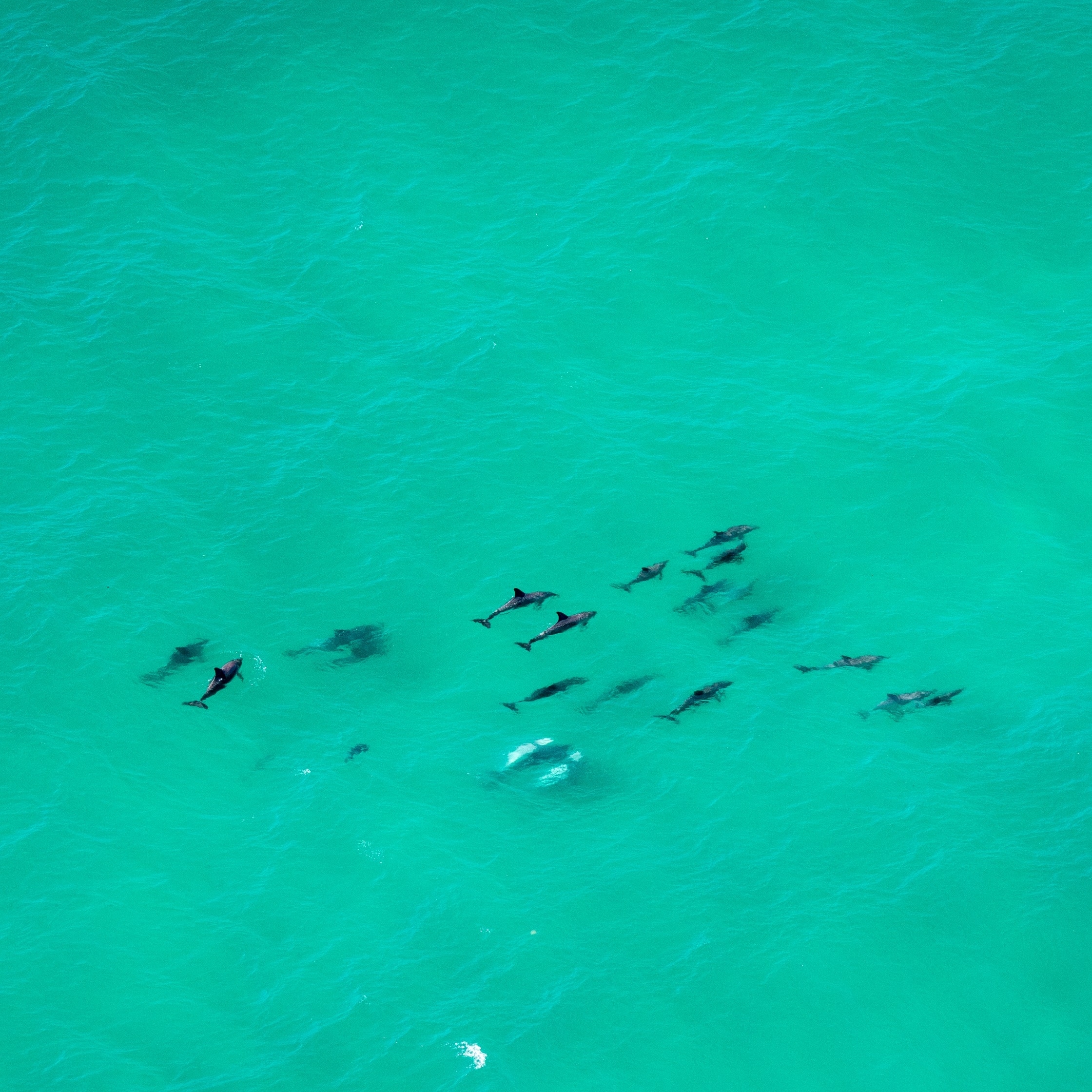 ケープ・バイロン海洋公園のイルカの群れ © Tourism Australia