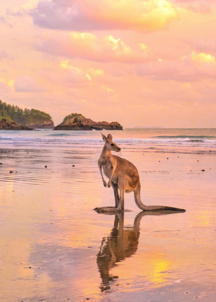 クイーンズランド州、ケープ・ヒルズボローのビーチにいるカンガルー © Tourism and Events Queensland