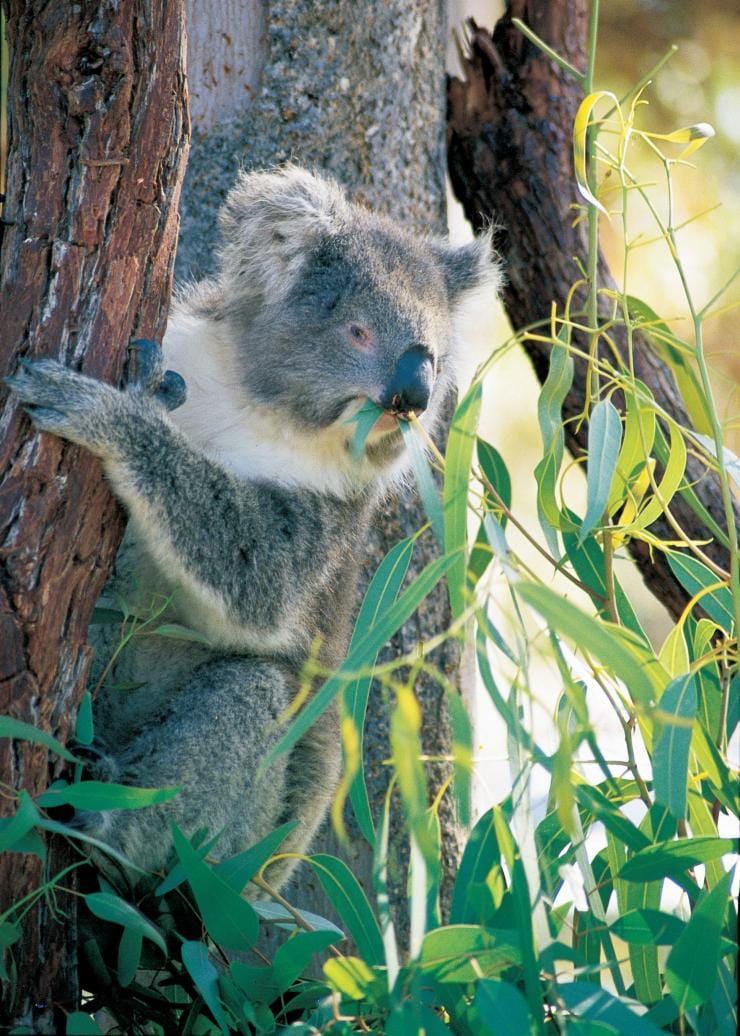 西オーストラリア州、ヤンシェプ国立公園、コアラ © Tourism Western Australia