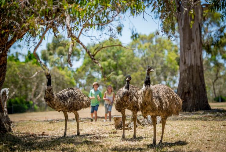 クレランド・ワイルドライフ・パークでエミューと一緒に歩いている子供たち © South Australian Tourism Commission/Adam Bruzzone