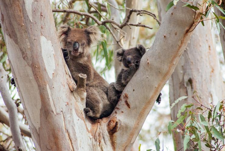 カンガルー島、フリンダース・チェイス国立公園の樹上にいるコアラの親子 © Exceptional Kangaroo Island