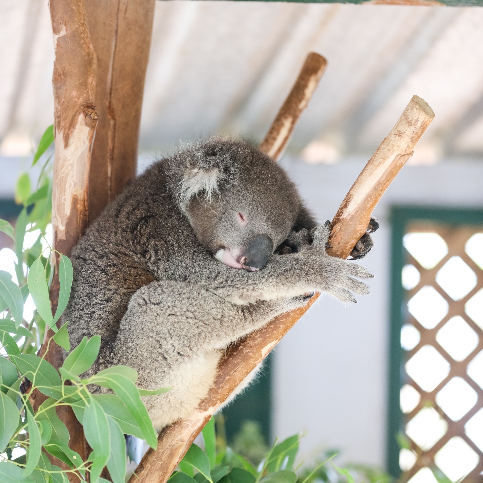ニュー・サウス・ウェールズ州、ドゥーンサイド、フェザーデール・ワイルドライフパークのコアラ © Destination NSW