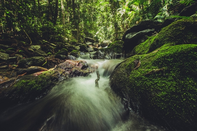 クイーンズランド州のデインツリー国立公園内の緑豊かな雨林の岩の上を水が流れる © Tourism Tropical North Queensland