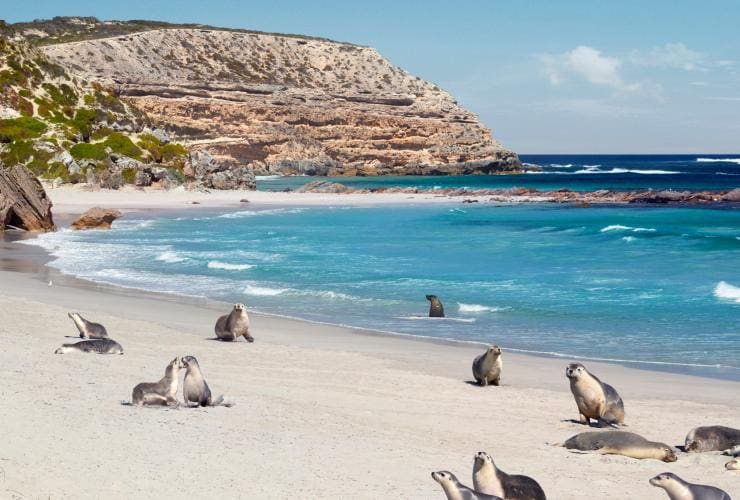 南オーストラリア州、カンガルー島、シール・ベイ自然保護公園 © South Australian Tourism Commission