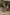 부표 나무, 그레이트 케펠 아일랜드, 퀸즐랜드 © 퀸즐랜드주 관광청