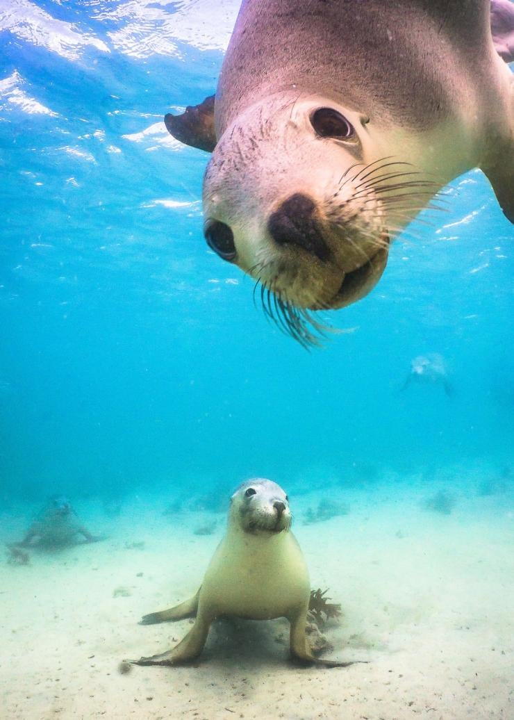 남호주에서 바다사자와 함께 수영하기 © 데이빗 에드가